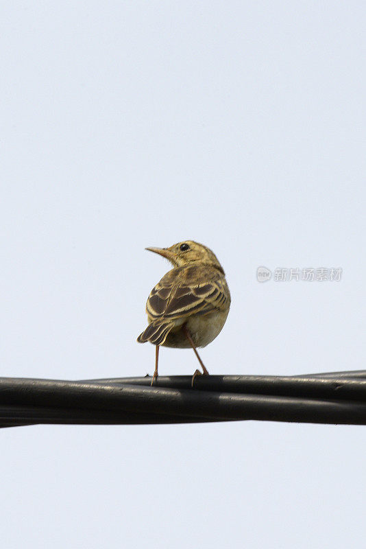 Wing-snapping Cisticola